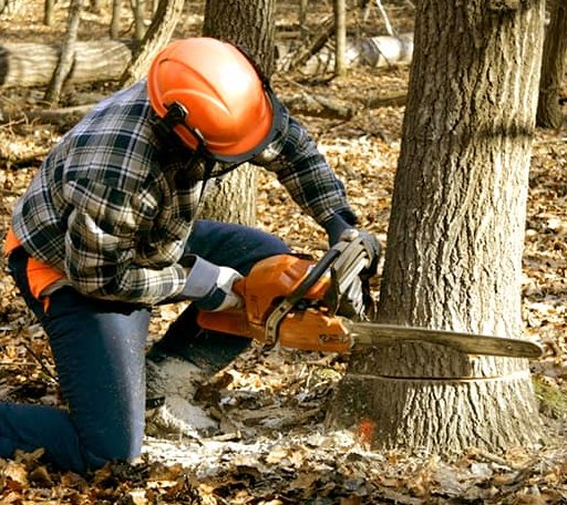 Tree Removal in Mechanicsburg, OH
